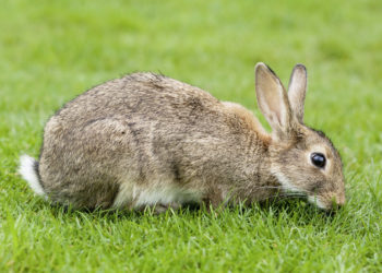 Est-ce que les lapins voient en couleurs ?