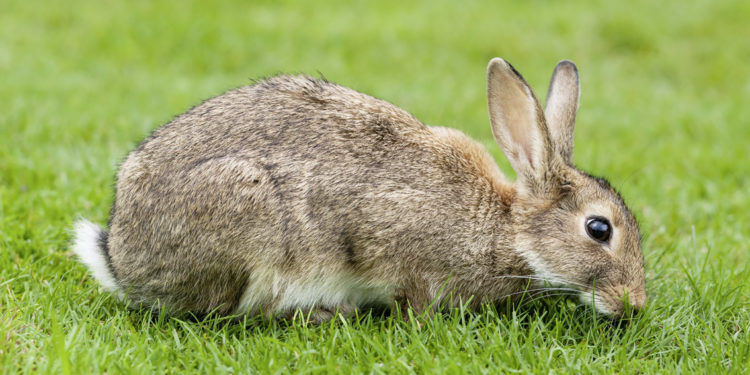 Est-ce que les lapins voient en couleurs ?