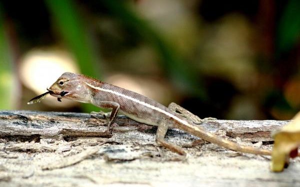 Comment nourrir un bébé lézard ?