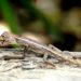 Comment nourrir un bébé lézard ?