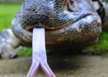 Quelles sont les dangers des lézards ?