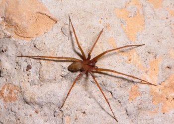 Comment empêcher les lézards de rentrer dans la maison ?