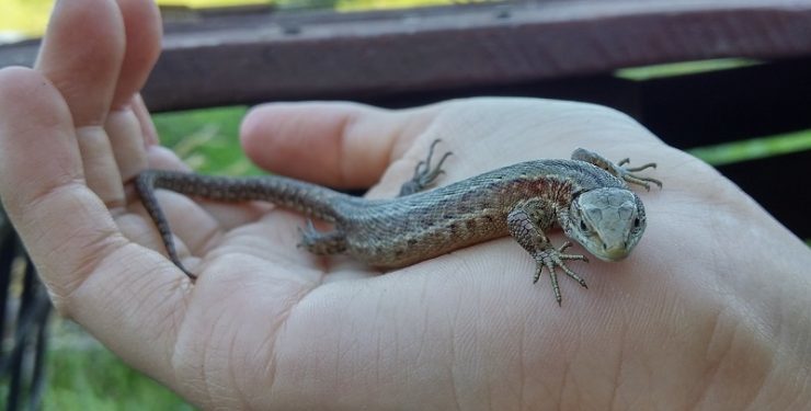Est-ce que un lézard entend ?
