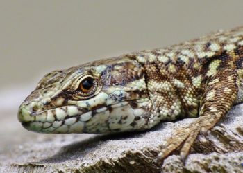 Où pondent les lézards des murailles ?