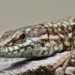 Où pondent les lézards des murailles ?