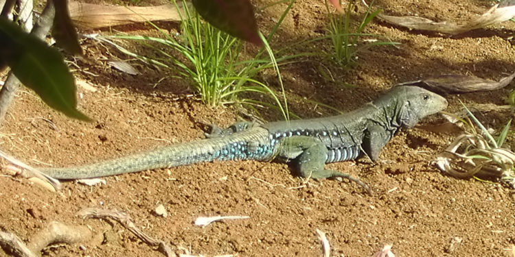 Est-ce que le lézard rampe ?