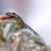Comment nourrir un petit lézard ?