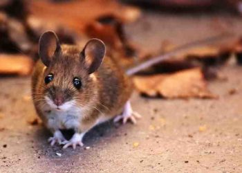 Comment faire pour faire fuir les martres ?