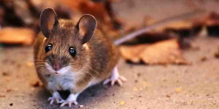 Comment faire pour faire fuir les martres ?