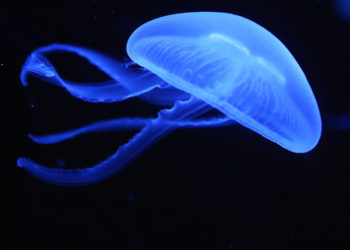 Quand meurt une méduse ?