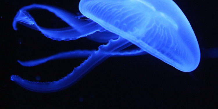 Quand meurt une méduse ?