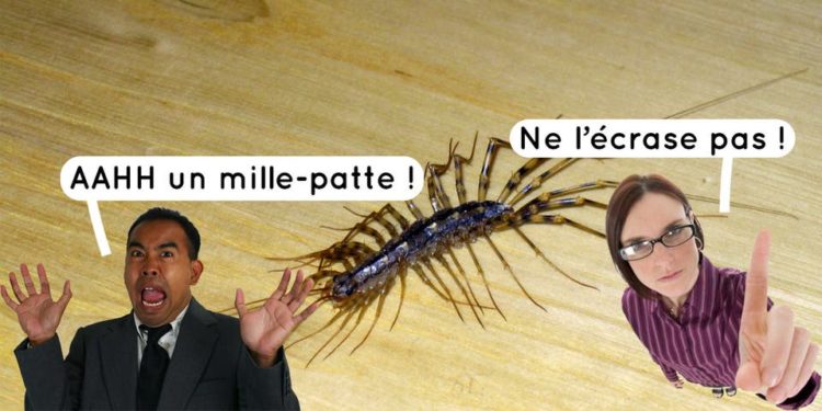 Pourquoi il ne faut pas écraser un Mille-pattes ?
