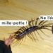Pourquoi il ne faut pas écraser un Mille-pattes ?