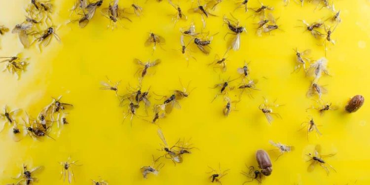 Comment lutter contre une invasion de moucherons ?