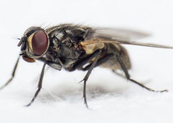 Est-ce que les mouches dorment ?