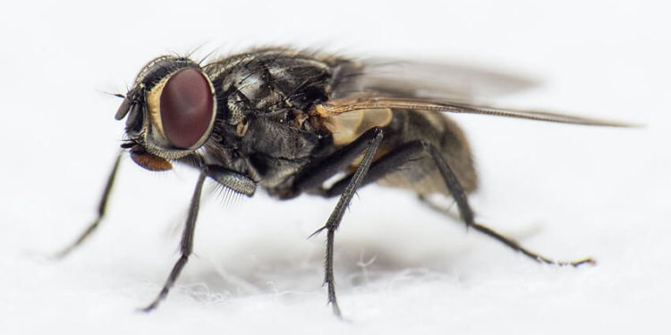Est-ce que les mouches dorment ?