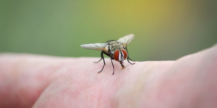 Quelles sont les mouches qui piquent ?