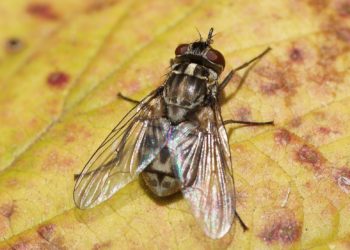 Quelle est la mouche qui pique ?