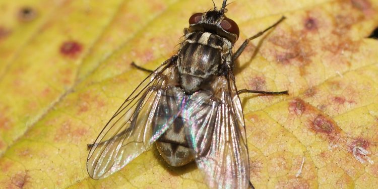 Quelle est la mouche qui pique ?