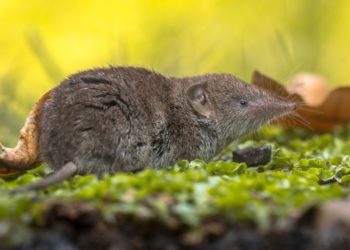 Comment éloigner les musaraignes de la maison ?