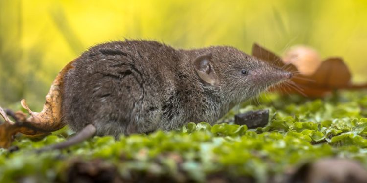 Comment éloigner les musaraignes de la maison ?