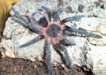 Est-ce que les mygales sont mortelles ?