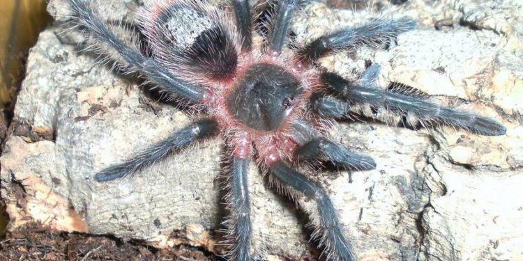 Est-ce que les mygales sont mortelles ?