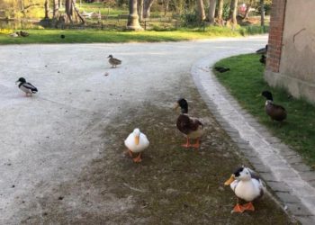 Pourquoi ne Faut-il pas donner à manger aux oiseaux ?
