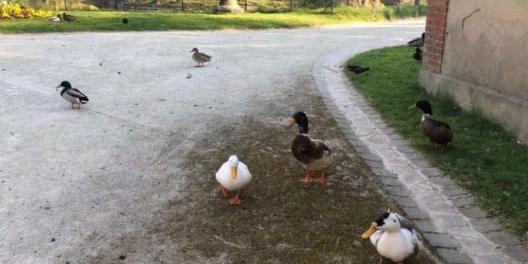 Pourquoi ne Faut-il pas donner à manger aux oiseaux ?