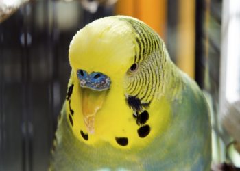 Comment reconnaître un petit oiseau ?