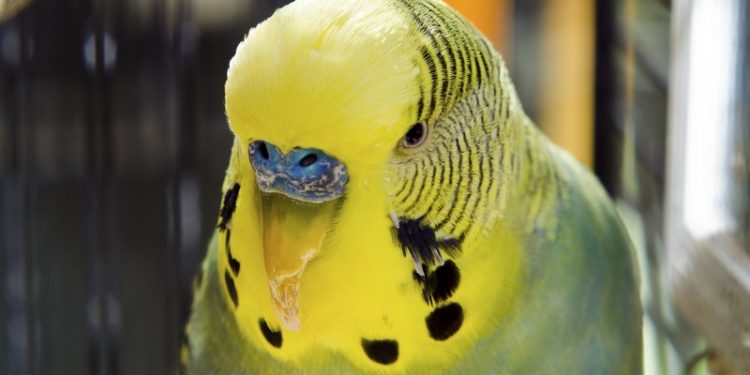 Comment reconnaître un petit oiseau ?