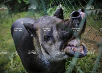 Quels animaux font des réserves ?