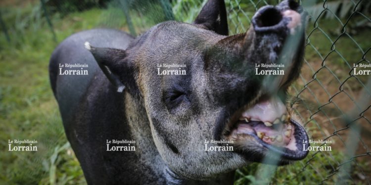 Quels animaux font des réserves ?