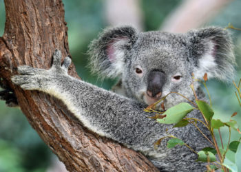 Est-ce que le koala à une poche ?