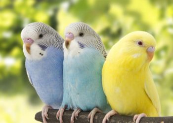 Quelles sont les couleurs des perruches ondulées ?