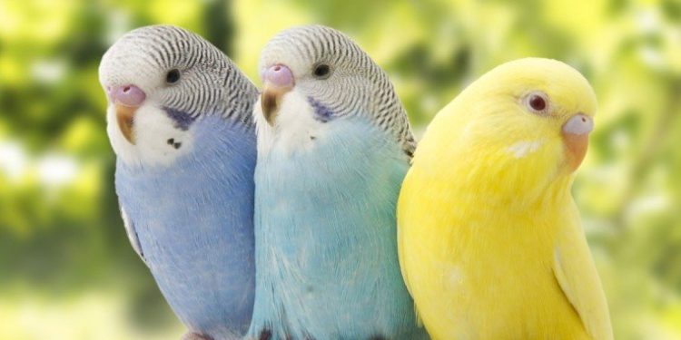 Quelles sont les couleurs des perruches ondulées ?