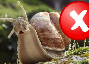 Quel rongeur mange les escargots ?
