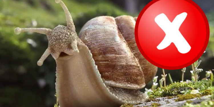 Quel rongeur mange les escargots ?