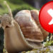 Quel rongeur mange les escargots ?
