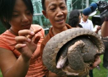 Est-ce que le pingouin se mange ?