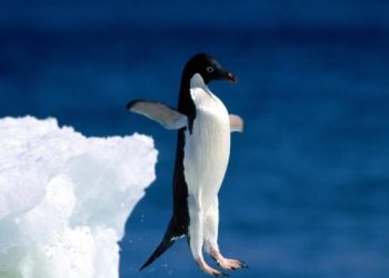 Est-ce que les pingouins ont des coudes ?