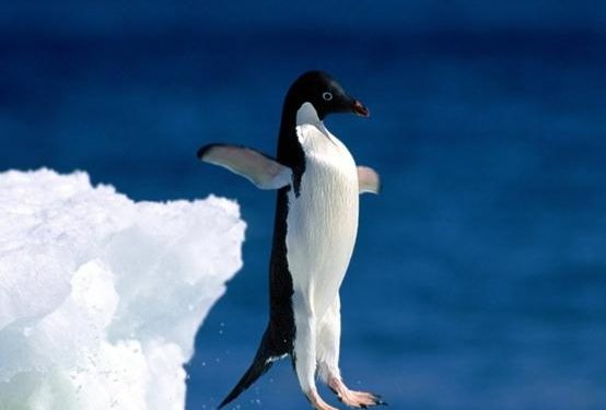 Est-ce que les pingouins ont des coudes ?
