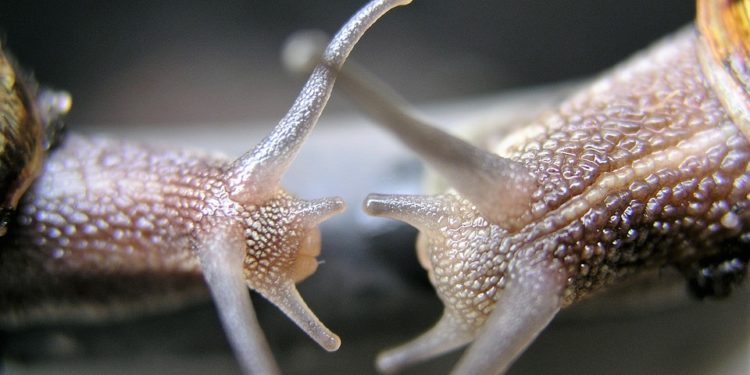 Comment font les pingouins pour se reproduire ?