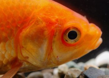 Est-ce que les poissons sont des vertèbres ?
