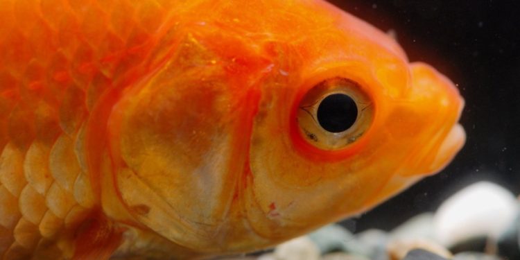 Est-ce que les poissons sont des vertèbres ?