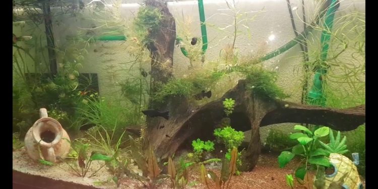 Quelle poissons Peut-on mettre avec des crevettes et des Guppy ?