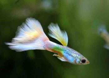 Quels poissons cohabitent bien avec les guppys ?