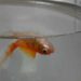 Comment savoir si un poisson rouge va mourir ?