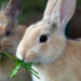 Qu'est-ce que les lapin mange ?