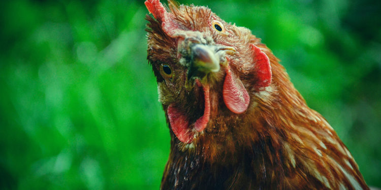 Pourquoi couper le bec d'une poule ?